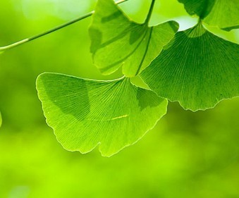 Ginkgo Biloba leaves